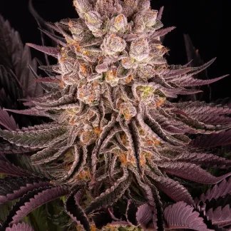10 SEMENA FEM - MIMOSA X ORANGE PUNCH