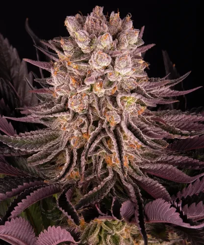 3 SEMENA FEM - MIMOSA X ORANGE PUNCH