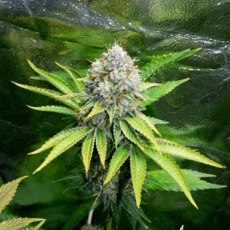 5 SEMENA FEM - O.G. KUSH