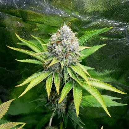 3 SEMENA FEM - O.G. KUSH