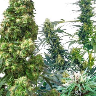 25 SEMENA REG - OUTDOOR MIX