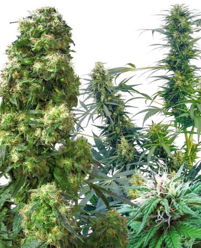 25 SEMENA REG - OUTDOOR MIX