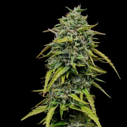 10 SEMENA FEM - PAINKILLER XL