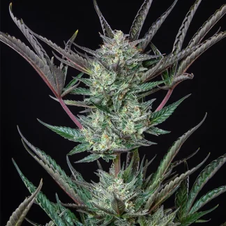 3 SEMENA PURPLE PUNCH AUTO