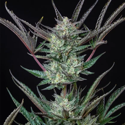 3 SEMENA PURPLE PUNCH AUTO