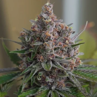 10 SEMENA FEM - PURPLE QUEEN