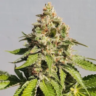 100 SEMENA FEM - ROYAL AK
