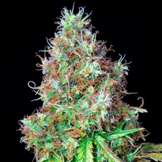 3 SEMENA ROYAL CBG AUTO