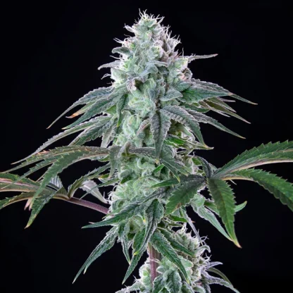 10 SEMENA FEM - ROYAL CHEESE-FAST VERSION