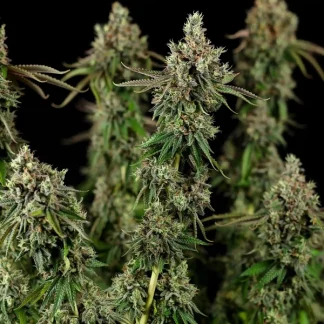 10 SEMENA FEM - ROYAL COOKIES USA PREMIUM