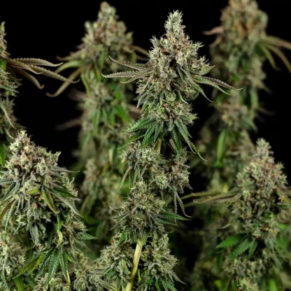 10 SEMENA FEM - ROYAL COOKIES USA PREMIUM