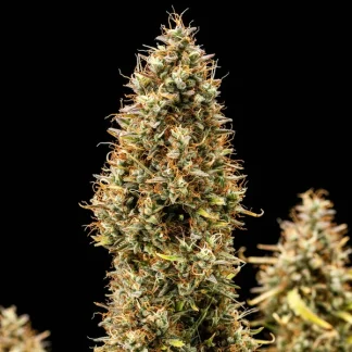 10 SEMENA ROYAL COOKIES AUTO