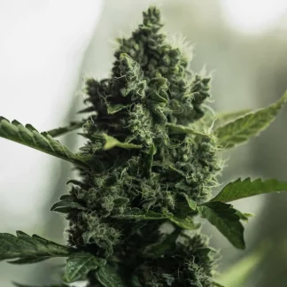 100 SEMENA FEM - ROYAL GORILLA USA PREMIUM