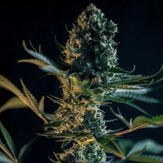 3 SEMENA FEM - ROYAL GORILLA USA PREMIUM