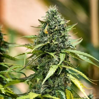 3 SEMENA ROYAL GORILLA AUTO