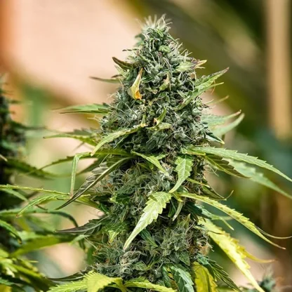 3 SEMENA ROYAL GORILLA AUTO