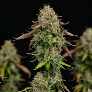 3 SEMENA FEM - ROYAL HIGHNESS CBD