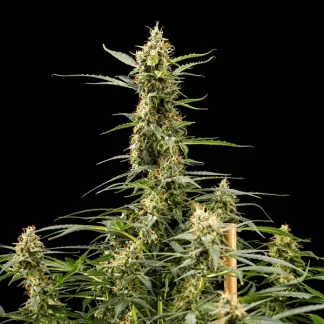 3 SEMENA ROYAL KUSH AUTO