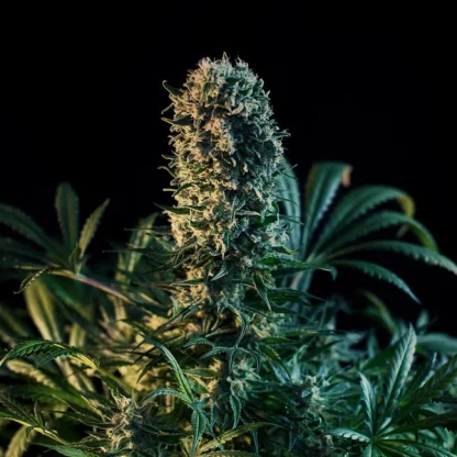 5 SEMENA FEM - ROYAL MEDIC CBD