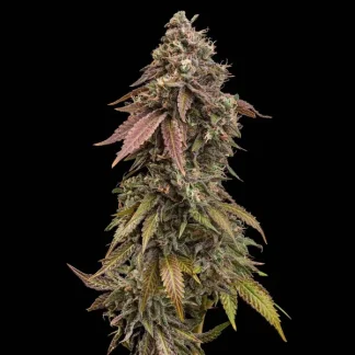 10 SEMENA FEM - ROYAL SKYWALKER
