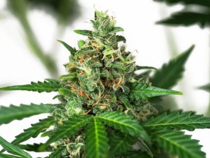 5 SEMENA SENSI AMNESIA AUTO