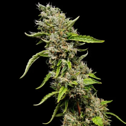 3 SEMENA FEM - SOUR DIESEL