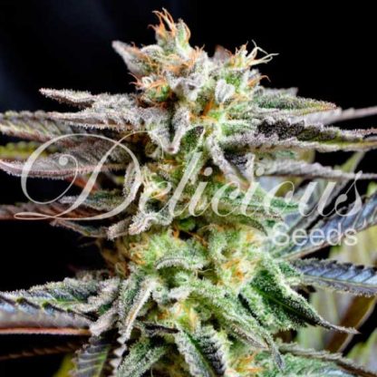3 SEMENA FEM - SUGAR BLACK ROSE (INDICA LINE)