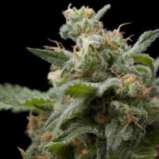 5 SEMENA FEM - SUPER HASH