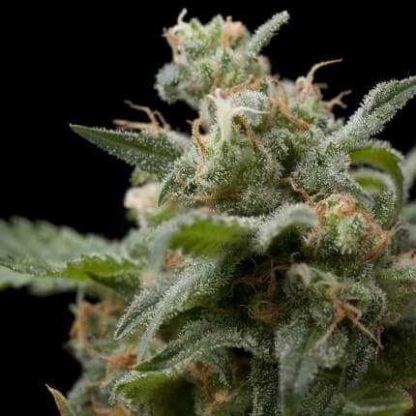 100 SEMENA FEM - SUPER HASH