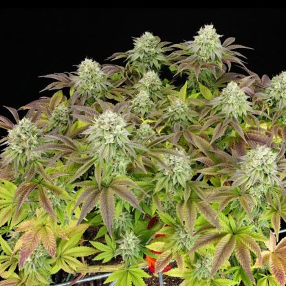 3 SEMENA FEM - TRIPLE G USA PREMIUM