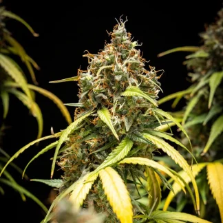 3 SEMENA TRIPLE G AUTO