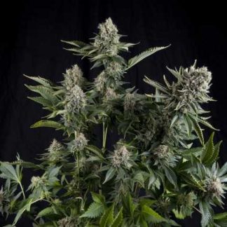 3 SEMENA FEM - WHITE WIDOW