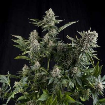 3 SEMENA FEM - WHITE WIDOW